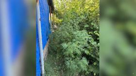 Հայտնաբերվեց կանեփի 72 թուփ. Մասիսի ոստիկանների բացահայտումը Հայտնաբերվեց կանեփի 72 թուփ. Մասիսի ոստիկանների բացահայտումը