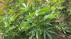 Հայտնաբերվել են թմրանյութ և ռազմամթերք. Արմավիրի բաժնի ոստիկանների բացահայտումը Հայտնաբերվել են թմրանյութ և ռազմամթերք. Արմավիրի բաժնի ոստիկանների բացահայտումը