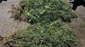 Երեք դրվագ Արմավիրի բաժնի ոստիկանների հակաթմրամոլային պայքարից Երեք դրվագ Արմավիրի բաժնի ոստիկանների հակաթմրամոլային պայքարից