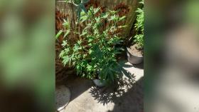 Բաղրամյանի բաժնի ոստիկանները թմրանյութ են հայտնաբերել Բաղրամյանի բաժնի ոստիկանները թմրանյութ են հայտնաբերել