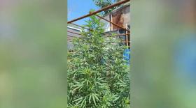 «Կանեփ-կակաչ-2024» համալիր օպերատիվ-կանխարգելիչ միջոցառման արդյունքները օգոստոսի 11-ի դրությամբ «Կանեփ-կակաչ-2024» համալիր օպերատիվ-կանխարգելիչ միջոցառման արդյունքները օգոստոսի 11-ի դրությամբ