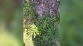 «Կանեփ-կակաչ-2024» համալիր օպերատիվ-կանխարգելիչ միջոցառման արդյունքները օգոստոսի 19-ի դրությամբ «Կանեփ-կակաչ-2024» համալիր օպերատիվ-կանխարգելիչ միջոցառման արդյունքները օգոստոսի 19-ի դրությամբ