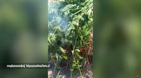 «Կանեփ-կակաչ-2024» համալիր օպերատիվ-կանխարգելիչ միջոցառման արդյունքները օգոստոսի 25-ի դրությամբ «Կանեփ-կակաչ-2024» համալիր օպերատիվ-կանխարգելիչ միջոցառման արդյունքները օգոստոսի 25-ի դրությամբ