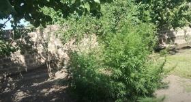 Վաղարշապատի քրեական հետախույզները մարիխուանա և կանեփի թփեր են հայտնաբերել Վաղարշապատի քրեական հետախույզները մարիխուանա և կանեփի թփեր են հայտնաբերել