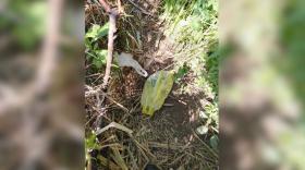 Գեղարքունիքի պարեկները ապօրինի թմրաշրջանառության դեպքեր են բացահայտել Գեղարքունիքի պարեկները ապօրինի թմրաշրջանառության դեպքեր են բացահայտել