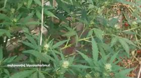 Թալինի ոստիկանները մարիխուանա և կանեփի թփեր են հայտնաբերել Թալինի ոստիկանները մարիխուանա և կանեփի թփեր են հայտնաբերել