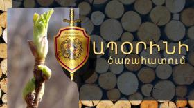 Ապօրինի փայտանյութ տեղափոխող երիտասարդը նաև վարորդական իրավունքի վկայական չուներ Ապօրինի փայտանյութ տեղափոխող երիտասարդը նաև վարորդական իրավունքի վկայական չուներ