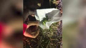 Կոտայքի մարզի պարեկները ատրճանակներ ու մարիխուանա են հայտնաբերել Կոտայքի մարզի պարեկները ատրճանակներ ու մարիխուանա են հայտնաբերել