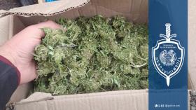 Մարիխուանա տանը, կանեփի թփեր` հողամասում. Չարենցավանի ոստիկանների բացահայտումը Մարիխուանա տանը, կանեփի թփեր` հողամասում. Չարենցավանի ոստիկանների բացահայտումը