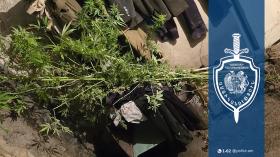 54-ամյա գորիսցին այգում կանեփ էր աճեցնում և թմրանյութ պատրաստում 54-ամյա գորիսցին այգում կանեփ էր աճեցնում և թմրանյութ պատրաստում