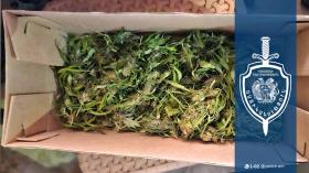 Արմավիրցի տղամարդը թմրանյութ և կանեփի բույսեր էր պահում Արմավիրցի տղամարդը թմրանյութ և կանեփի բույսեր էր պահում