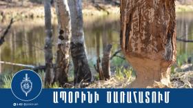 Սյունիքի մարզի պարեկներն ապօրինի ծառահատման դեպք են բացահայտել Սյունիքի մարզի պարեկներն ապօրինի ծառահատման դեպք են բացահայտել