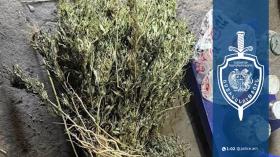 Գեղարքունիքի մարզի քրեական ոստիկանների պայքարը թմրամոլության դեմ շարունակվում է Գեղարքունիքի մարզի քրեական ոստիկանների պայքարը թմրամոլության դեմ շարունակվում է