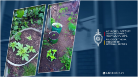 46-ամյա տղամարդը տնամերձ հողամասում կանեփ էր աճեցնում 46-ամյա տղամարդը տնամերձ հողամասում կանեփ էր աճեցնում