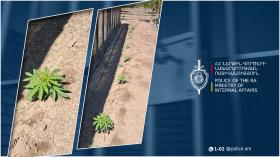 Առատաշեն գյուղի բնակիչը տան բակում կանեփ էր աճեցրել․ Վաղարշապատի համայնքային ոստիկանների բացահայտումը Առատաշեն գյուղի բնակիչը տան բակում կանեփ էր աճեցրել․ Վաղարշապատի համայնքային ոստիկանների բացահայտումը