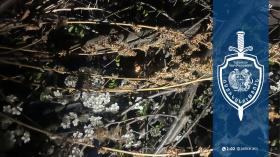 Շատվանցի տղամարդը թմրամիջոց պատրաստելու նպատակով կանեփ էր ցանել Շատվանցի տղամարդը թմրամիջոց պատրաստելու նպատակով կանեփ էր ցանել