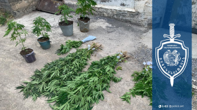 Զննությամբ հայտնաբերվել են կանեփի 160 թուփ և կանեփանման զանգվածով տարաներ Զննությամբ հայտնաբերվել են կանեփի 160 թուփ և կանեփանման զանգվածով տարաներ