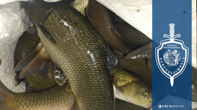 Ապօրինի որս Եղեգիս գետում. գետափցի տղամարդը ձերբակալվել է Ապօրինի որս Եղեգիս գետում. գետափցի տղամարդը ձերբակալվել է