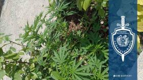 Սարդարապատցու հողամասում կանեփի բույսեր են հայտնաբերվել Սարդարապատցու հողամասում կանեփի բույսեր են հայտնաբերվել