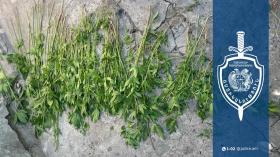 Սարիթաղցու տնամերձ հողամասում կանեփի 200-ից ավելի բույս է հայտնաբերվել. նախաձեռնվել է քրեական վարույթ Սարիթաղցու տնամերձ հողամասում կանեփի 200-ից ավելի բույս է հայտնաբերվել. նախաձեռնվել է քրեական վարույթ