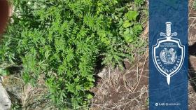 Ապարանի համայնքային ոստիկանները 43-ամյա տղամարդու հողամասում հայտնաբերել են կանեփի 130 բույս Ապարանի համայնքային ոստիկանները 43-ամյա տղամարդու հողամասում հայտնաբերել են կանեփի 130 բույս