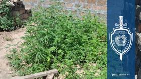 Մերձավանցի տղամարդը կիսաքանդ շինությունում և հողամասում կանեփ էր աճեցնում․ հայտնաբերվել է կանեփի 238 բույս Մերձավանցի տղամարդը կիսաքանդ շինությունում և հողամասում կանեփ էր աճեցնում․ հայտնաբերվել է կանեփի 238 բույս