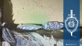 Շենգավիթի համայնքային ոստիկանները ապօրինի թմրաշրջանառության հերթական դեպքն են բացահայտել Շենգավիթի համայնքային ոստիկանները ապօրինի թմրաշրջանառության հերթական դեպքն են բացահայտել