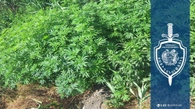 Տնամերձ հողամասում հայտնաբերվել է կանեփի 370 բույս Տնամերձ հողամասում հայտնաբերվել է կանեփի 370 բույս