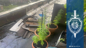 Տանիքում կանեփի բույս աճեցրած տղամարդը ձերբակալվել է Տանիքում կանեփի բույս աճեցրած տղամարդը ձերբակալվել է