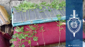 Մերձավանցի երիտասարդը տանը կից հողամասում կանեփ էր աճեցրել Մերձավանցի երիտասարդը տանը կից հողամասում կանեփ էր աճեցրել