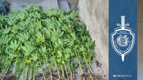 Սարի թաղում հայտնաբերվել են կանեփի բույսեր ու դրանք մշակելու գործիքներ Սարի թաղում հայտնաբերվել են կանեփի բույսեր ու դրանք մշակելու գործիքներ