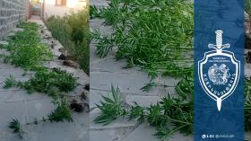 Մերձավանի բնակիչը հողամասում կանեփ էր աճեցնում. նախաձեռնվել է քրեական վարույթ Մերձավանի բնակիչը հողամասում կանեփ էր աճեցնում. նախաձեռնվել է քրեական վարույթ