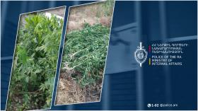 Նուբարաշենցու հողամասում կանեփի 210 բույս է հայտնաբերվել․ նա ձերբակալվել է Նուբարաշենցու հողամասում կանեփի 210 բույս է հայտնաբերվել․ նա ձերբակալվել է