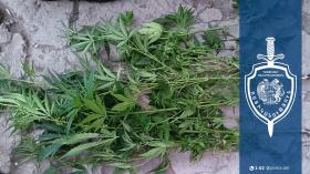 Սարատակի բնակչի բակում հայտնաբերվել է կանեփի 152 ցողուն․ Արթիկի ոստիկանների բացահայտումը Սարատակի բնակչի բակում հայտնաբերվել է կանեփի 152 ցողուն․ Արթիկի ոստիկանների բացահայտումը