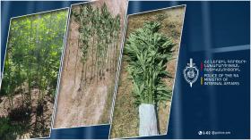 Ամասիայի ոստիկանները բացահայտել են շրջանառությունն արգելված բույսեր աճեցնելու դեպքեր․ հայտնաբերվել է կանեփի 226 բույս Ամասիայի ոստիկանները բացահայտել են շրջանառությունն արգելված բույսեր աճեցնելու դեպքեր․ հայտնաբերվել է կանեփի 226 բույս