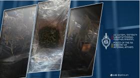 8 կիլոգրամից ավելի կանեփի բույս և մարիխուանայի նմանվող զանգված. բացահայտում Արմավիրում 8 կիլոգրամից ավելի կանեփի բույս և մարիխուանայի նմանվող զանգված. բացահայտում Արմավիրում