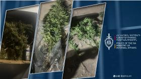 Աշտարակցին աճեցում էր կանեփ, պահում մարիխուանա. Արագածոտնի քրեական ոստիկանների բացահայտումը Աշտարակցին աճեցում էր կանեփ, պահում մարիխուանա. Արագածոտնի քրեական ոստիկանների բացահայտումը