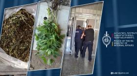 Այգում կանեփ կար, նկուղում` թմրանյութ. Աշտարակի համայնքային ոստիկանների բացահայտումը Այգում կանեփ կար, նկուղում` թմրանյութ. Աշտարակի համայնքային ոստիկանների բացահայտումը