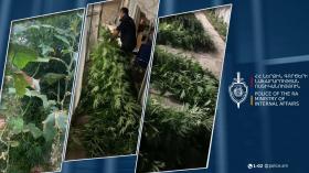 Հայտնաբերվել է 3 կիլոգրամից ավելի մարիխուանայի նմանվող զանգված. Արմավիրի ոստիկանների բացահայտումը Հայտնաբերվել է 3 կիլոգրամից ավելի մարիխուանայի նմանվող զանգված. Արմավիրի ոստիկանների բացահայտումը