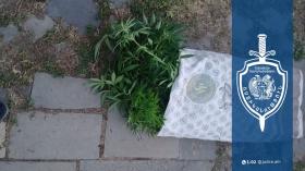 Հացիկ գյուղի բնակչի բակում կանեփի 92 բույս է հայտնաբերվել. նախաձեռնվել է քրեական վարույթ Հացիկ գյուղի բնակչի բակում կանեփի 92 բույս է հայտնաբերվել. նախաձեռնվել է քրեական վարույթ