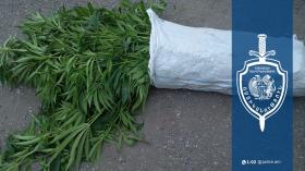Բռնակոթ գյուղի բնակչի հողամասում հայտնաբերվել են կանեփի 96 թուփ․ Սիսիանի համայնքային ոստիկանների բացահայտումը Բռնակոթ գյուղի բնակչի հողամասում հայտնաբերվել են կանեփի 96 թուփ․ Սիսիանի համայնքային ոստիկանների բացահայտումը