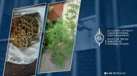 Խաչփար գյուղի 40-ամյա բնակիչն աճեցնում էր կանեփ և պահում թմրամիջոց Խաչփար գյուղի 40-ամյա բնակիչն աճեցնում էր կանեփ և պահում թմրամիջոց