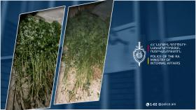 Դաշտավան գյուղի բնակչի բակում հայտնաբերվել է կանեփի 254 բույս․ նախաձեռնվել է քրեական վարույթ Դաշտավան գյուղի բնակչի բակում հայտնաբերվել է կանեփի 254 բույս․ նախաձեռնվել է քրեական վարույթ