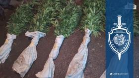 Կանեփի 403 բույս հայտնաբերվեց հայկավանցու հողամասում. Կումայրիի ոստիկանների բացահայտումը Կանեփի 403 բույս հայտնաբերվեց հայկավանցու հողամասում. Կումայրիի ոստիկանների բացահայտումը