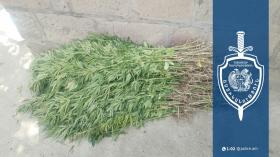 Ախուրիկցի երիտասարդի տան բակում հայտնաբերվել է կանեփի 163 բույս․ նախաձեռնվել է քրեական վարույթ Ախուրիկցի երիտասարդի տան բակում հայտնաբերվել է կանեփի 163 բույս․ նախաձեռնվել է քրեական վարույթ