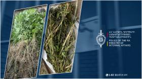 Սարի թաղի բնակչի հողամասում հայտնաբերվել է կանեփի 1335 բույս․ 54-ամյա տղամարդը ձերբակալվել է Սարի թաղի բնակչի հողամասում հայտնաբերվել է կանեփի 1335 բույս․ 54-ամյա տղամարդը ձերբակալվել է