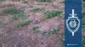 Մրգաստան գյուղի բնակիչը հողամասում կանեփ էր աճեցնում. նախաձեռնվել է քրեական վարույթ Մրգաստան գյուղի բնակիչը հողամասում կանեփ էր աճեցնում. նախաձեռնվել է քրեական վարույթ