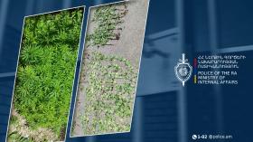 Թոշակառուի տնամերձում հայտնաբերվել է կանեփի 276 ցողուն․ Մուշի համայնքային ոստիկանների բացահայտումը Թոշակառուի տնամերձում հայտնաբերվել է կանեփի 276 ցողուն․ Մուշի համայնքային ոստիկանների բացահայտումը