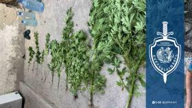 49-ամյա տղամարդու տան բակում կանեփի բույսեր են հայտնաբերվել 49-ամյա տղամարդու տան բակում կանեփի բույսեր են հայտնաբերվել