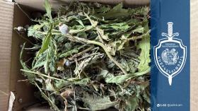 Զննությամբ հայտնաբերվել է կանեփի 110 բույս․ Վաղարշապատի համայնքային ոստիկանների բացահայտումը Զննությամբ հայտնաբերվել է կանեփի 110 բույս․ Վաղարշապատի համայնքային ոստիկանների բացահայտումը